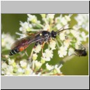 Ctenichneumon panzeri - Schlupfwespe m05d 12mm - OS-Hellern Wiese det06.jpg